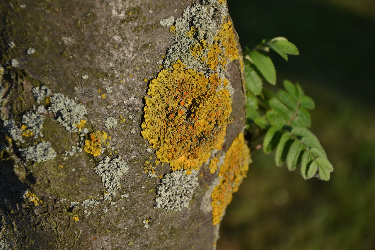 tree bark wood free photo