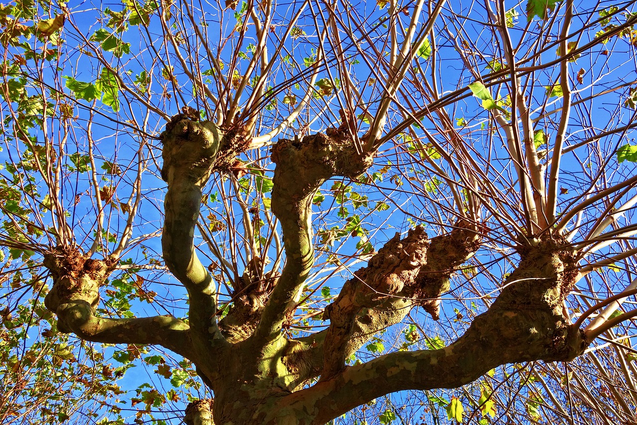 tree pollard willow free photo