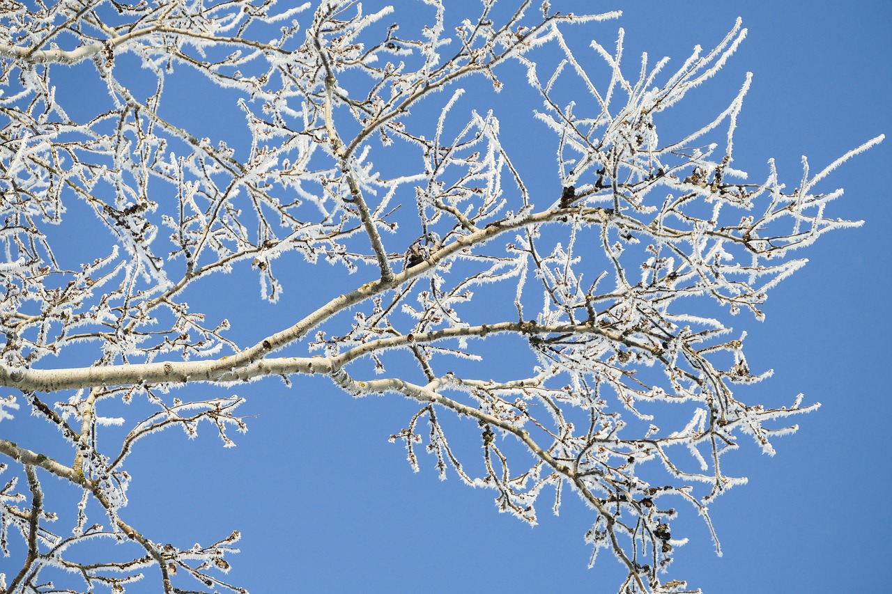 tree branches frost free photo