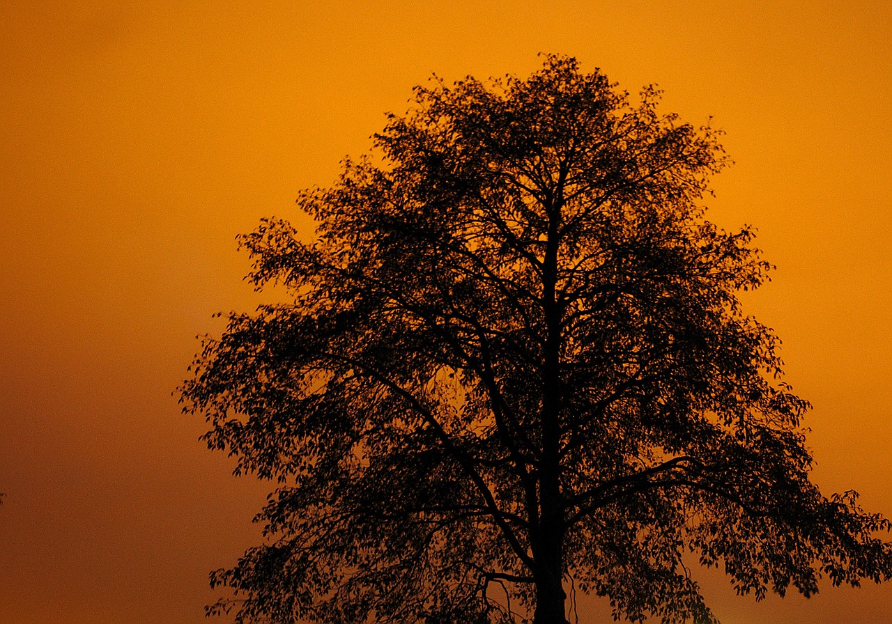 tree sunset colorful sunset free photo