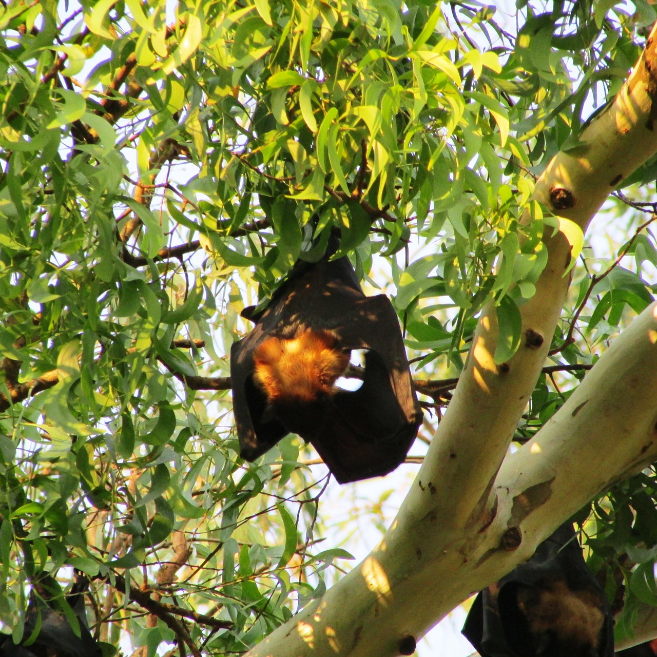 tree bats dharwad free photo