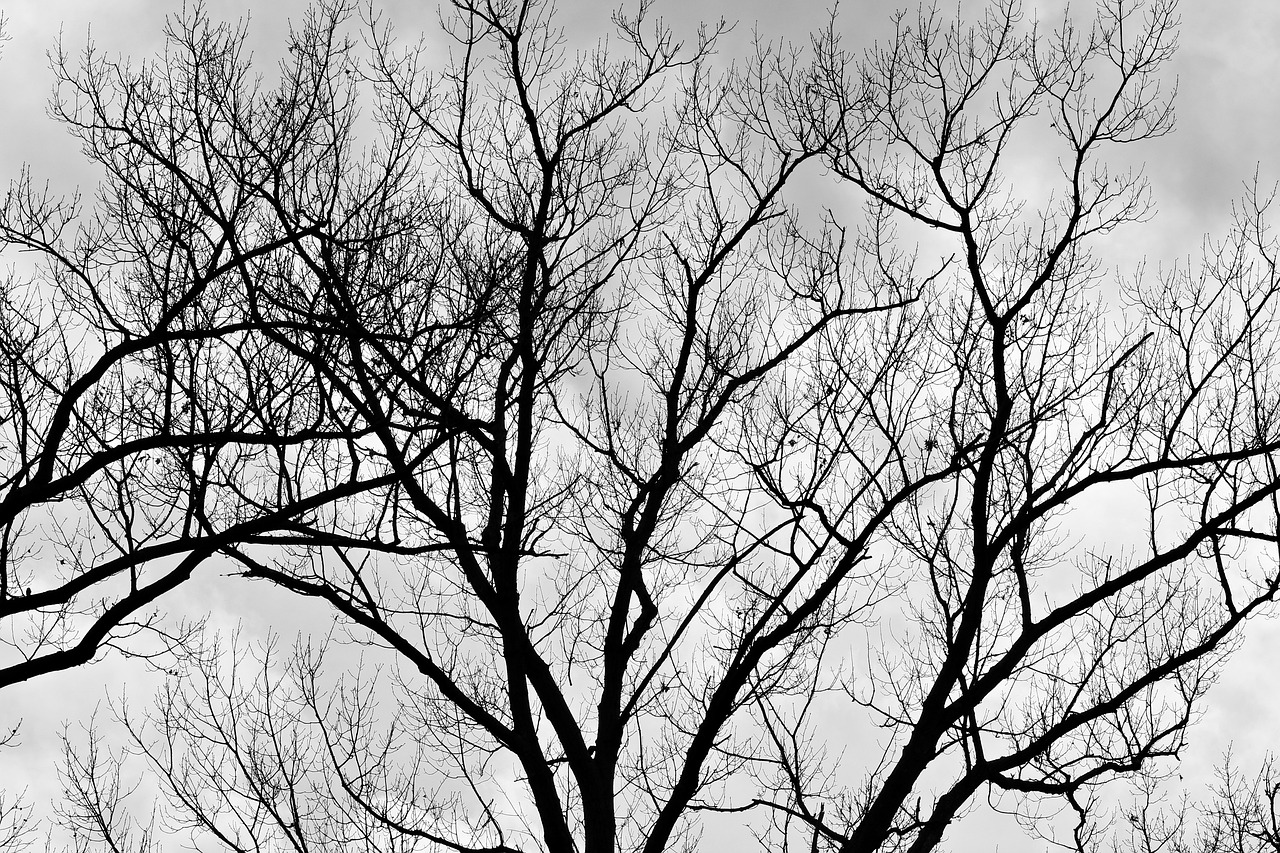 tree black and white nature free photo