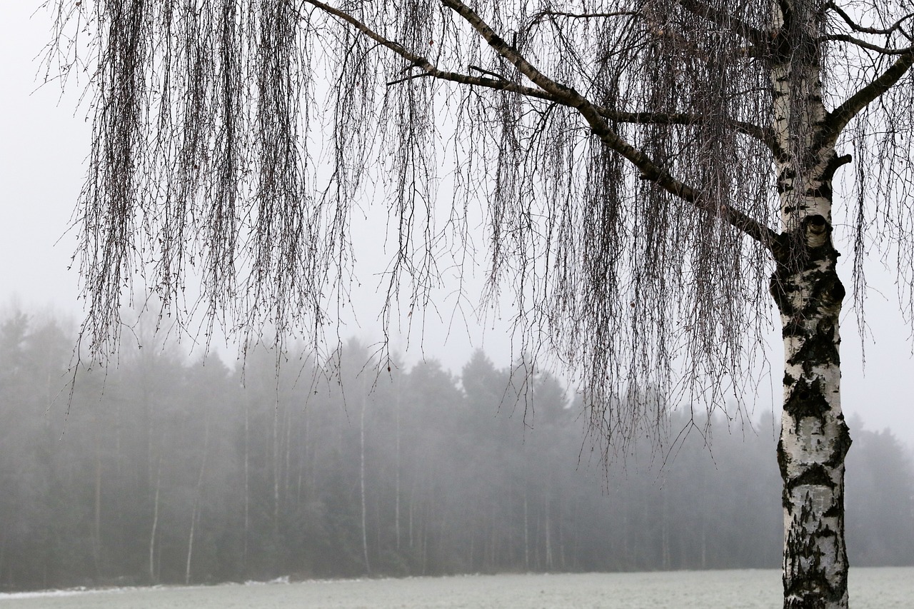 tree nature winter free photo