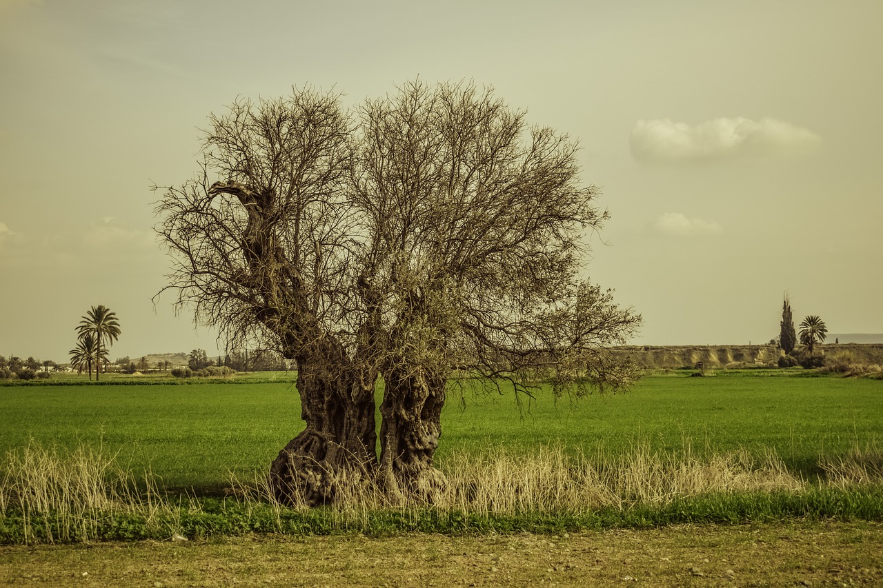 tree landscape nature free photo