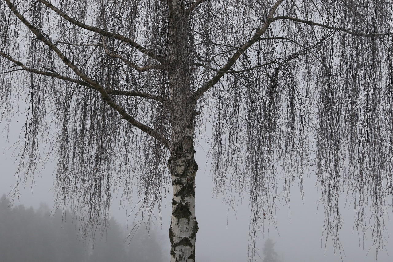 tree nature winter free photo