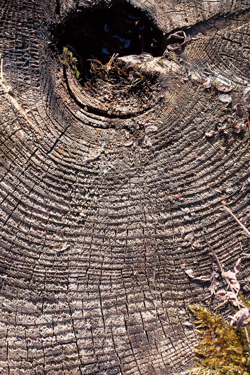 tree tree stump like free photo