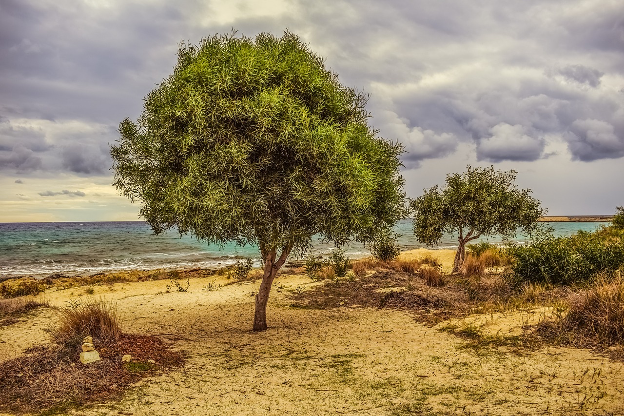 tree dunes sea free photo