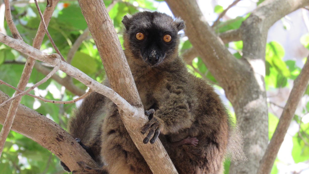 tree animal lemur free photo