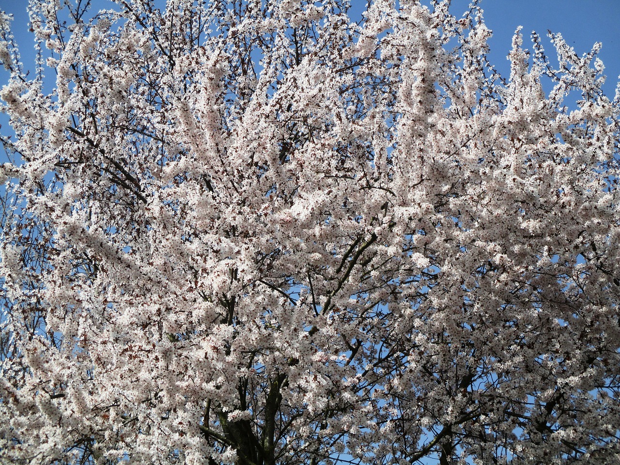 tree cherry flowers free photo