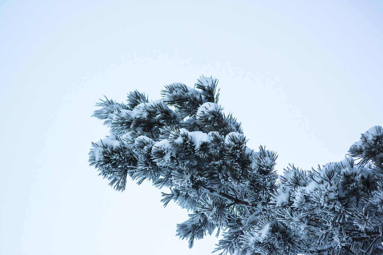 tree winter nature free photo