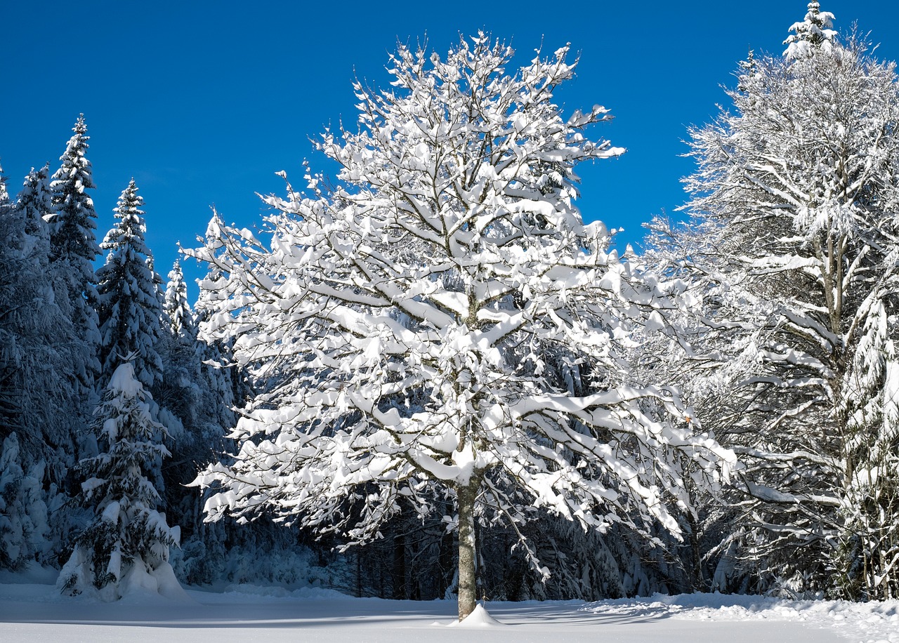 tree winter snow landscape free photo