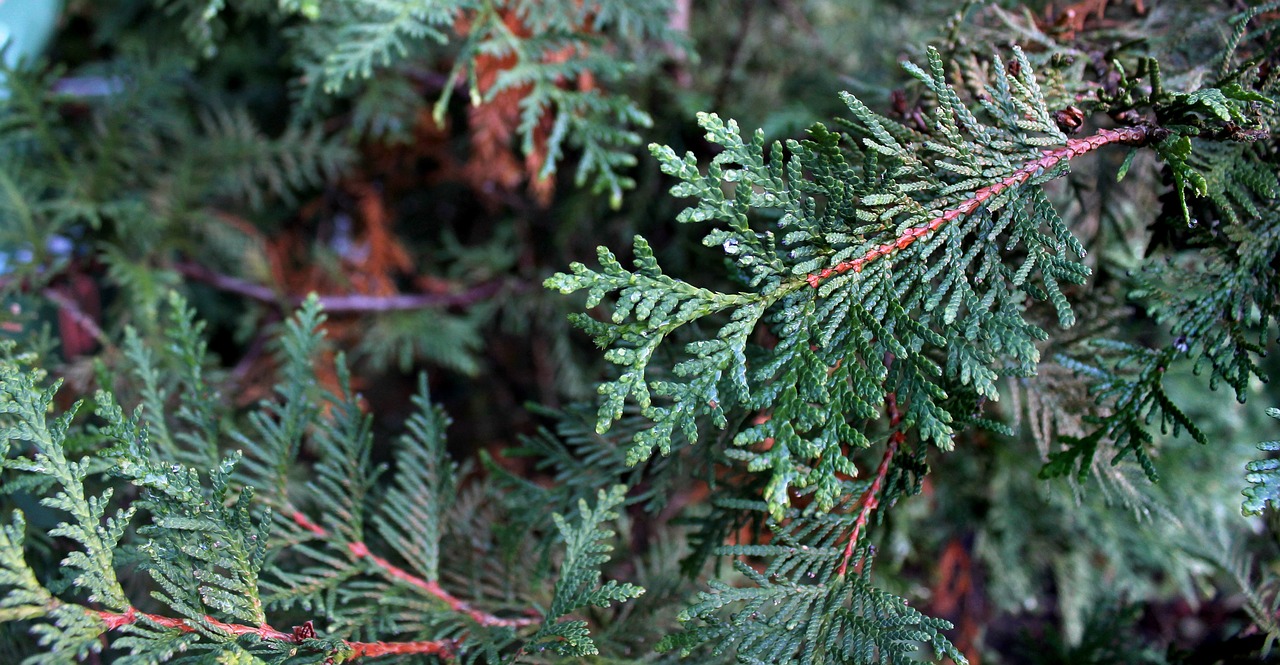 tree nature needle free photo