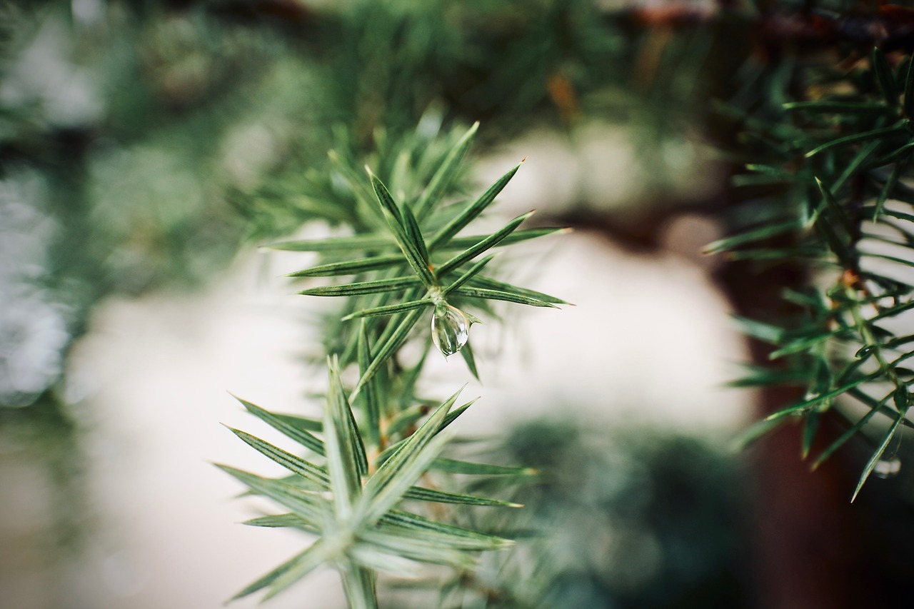 tree branch nature free photo