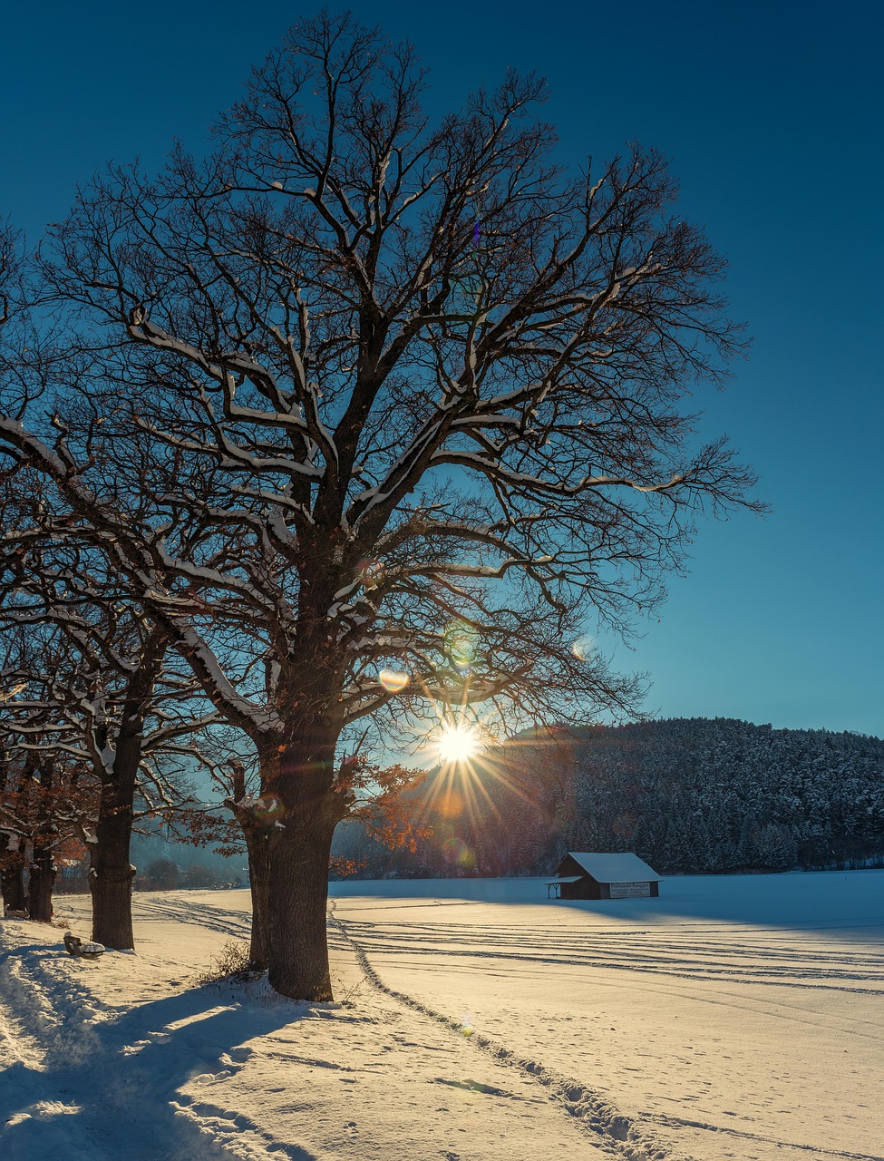 tree nature landscape free photo