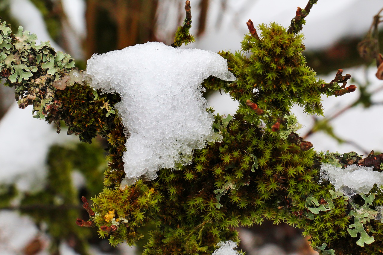 tree winter nature free photo