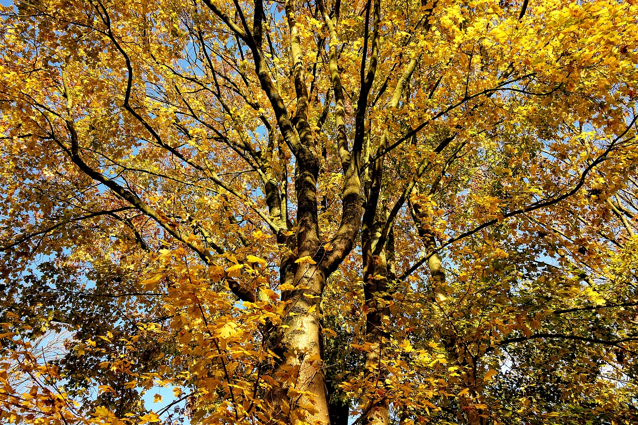 tree autumn tree autumn foliage free photo