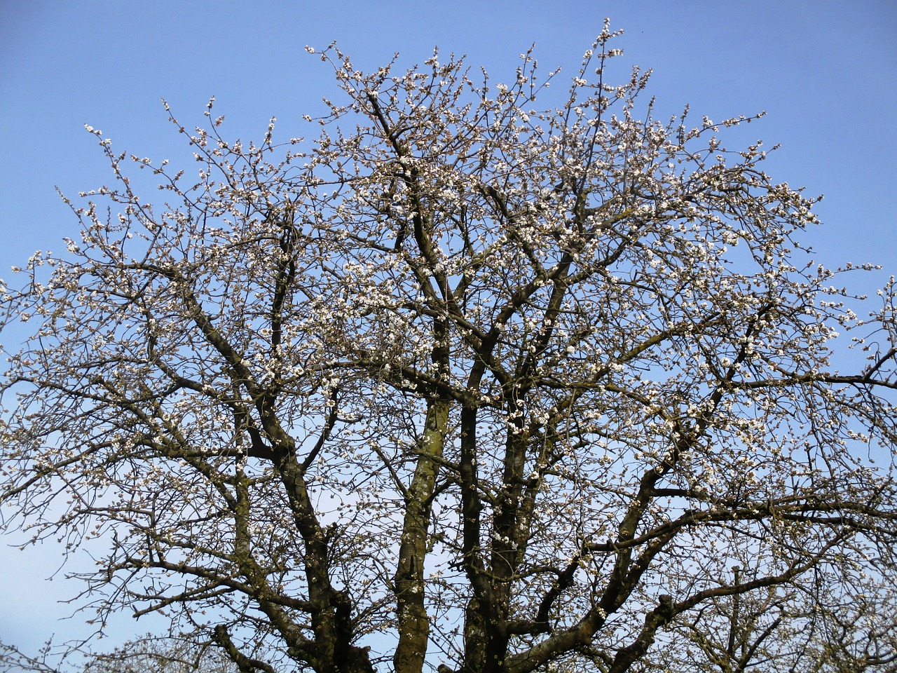 tree apple tree blossom free photo