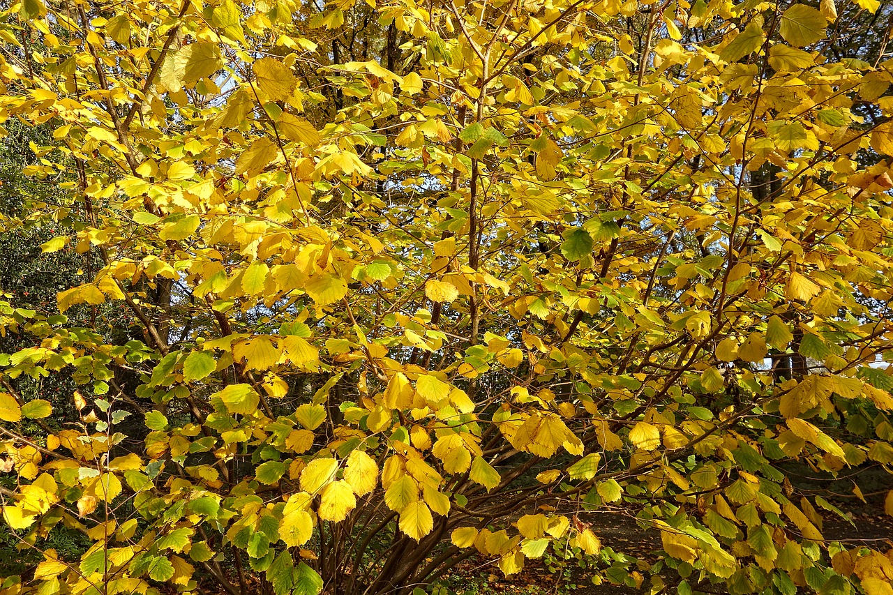 tree leaves foliage free photo