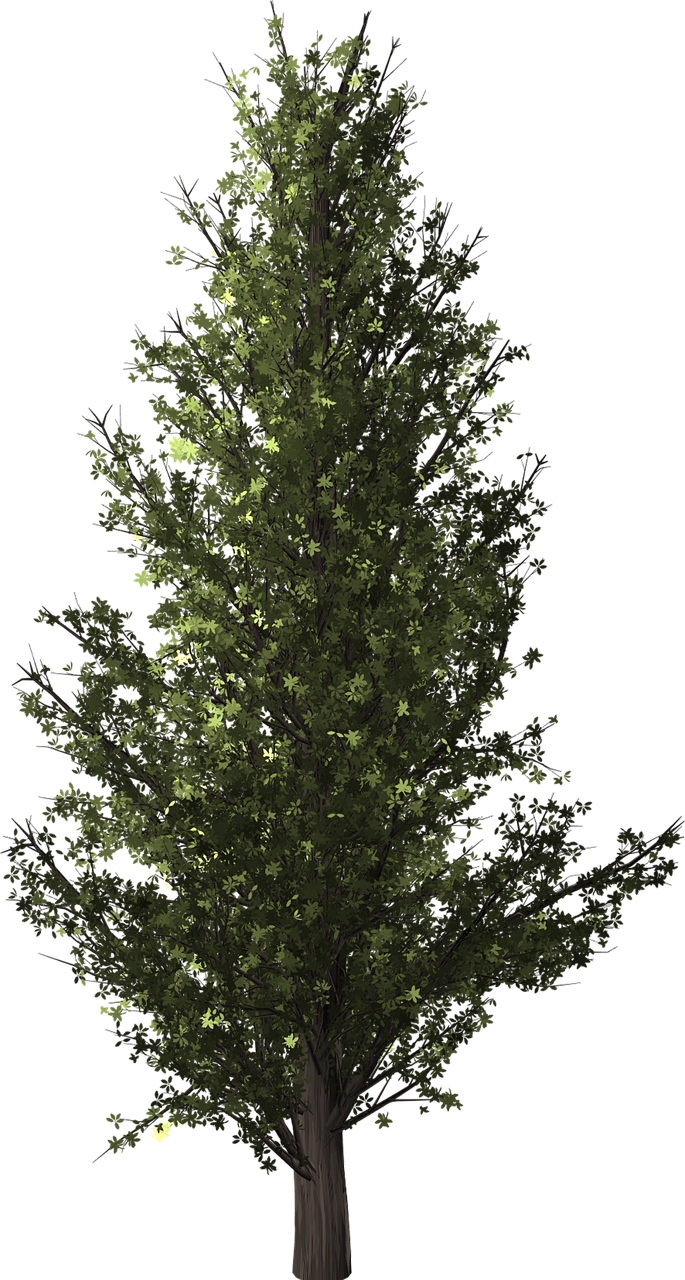 tree poplar transparent free photo