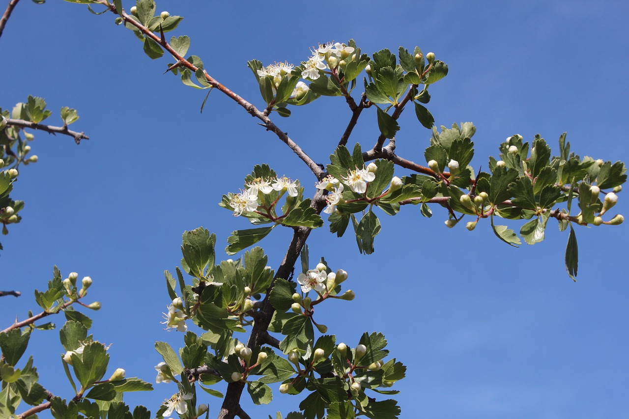 tree branch nature free photo