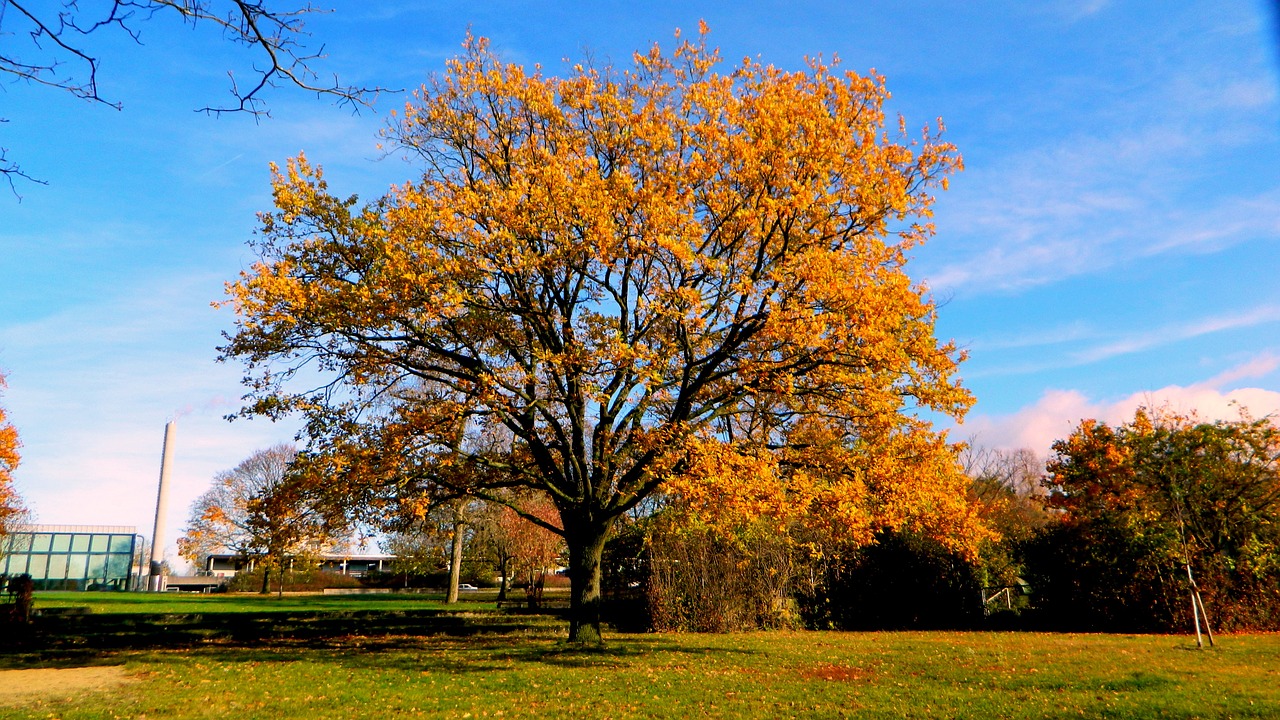 tree autumn park free photo