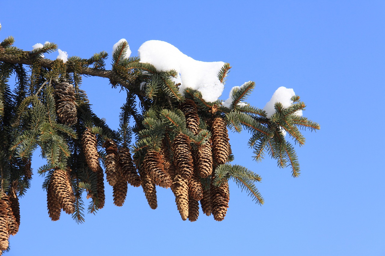 tree nature sky free photo