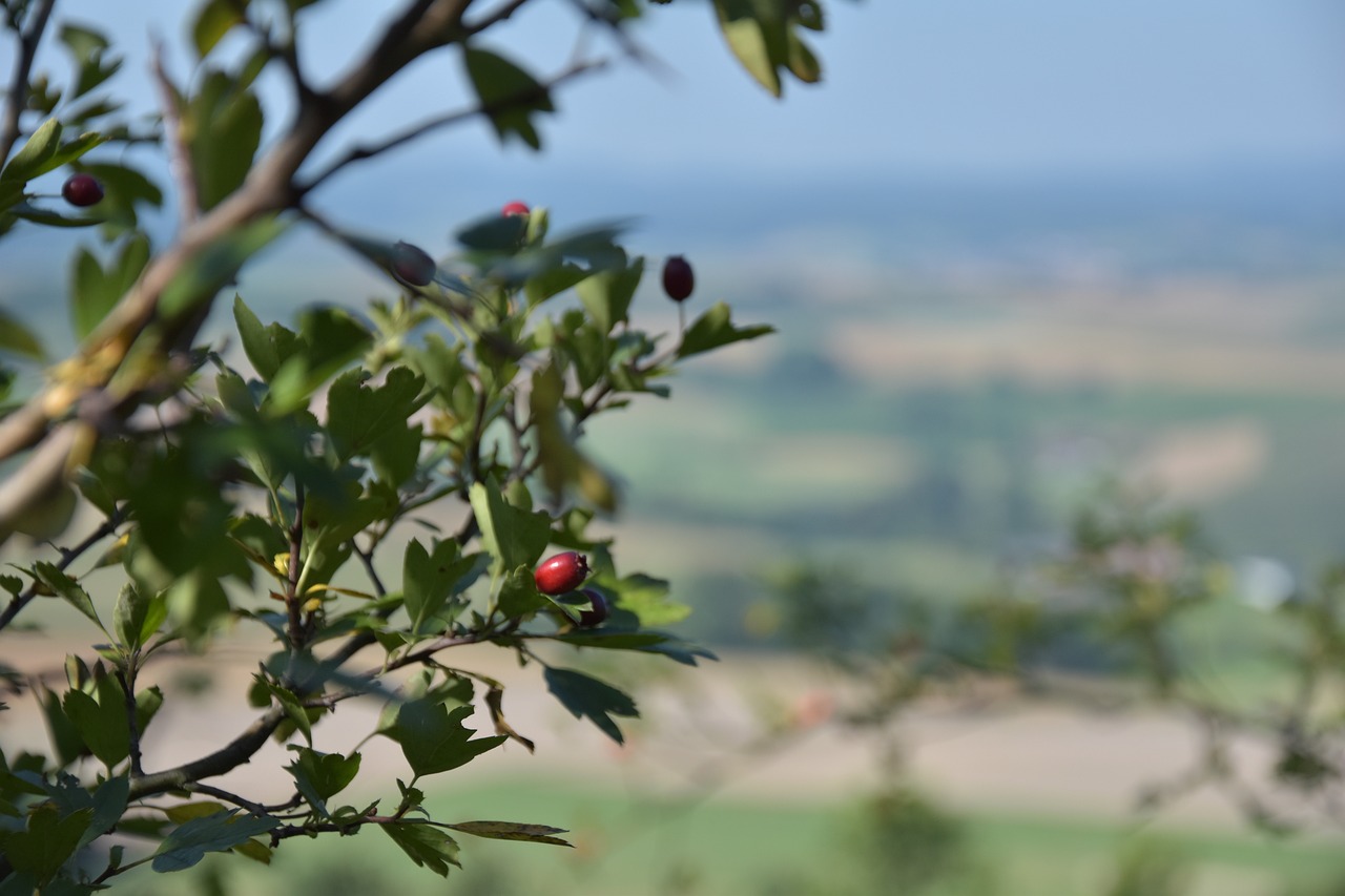 tree nature fruit free photo