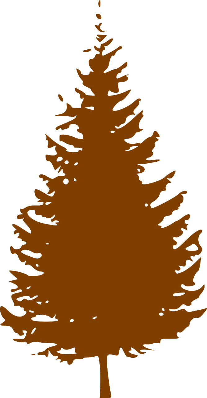 tree conifer brown free photo