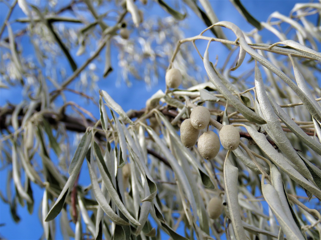 tree nature flora free photo