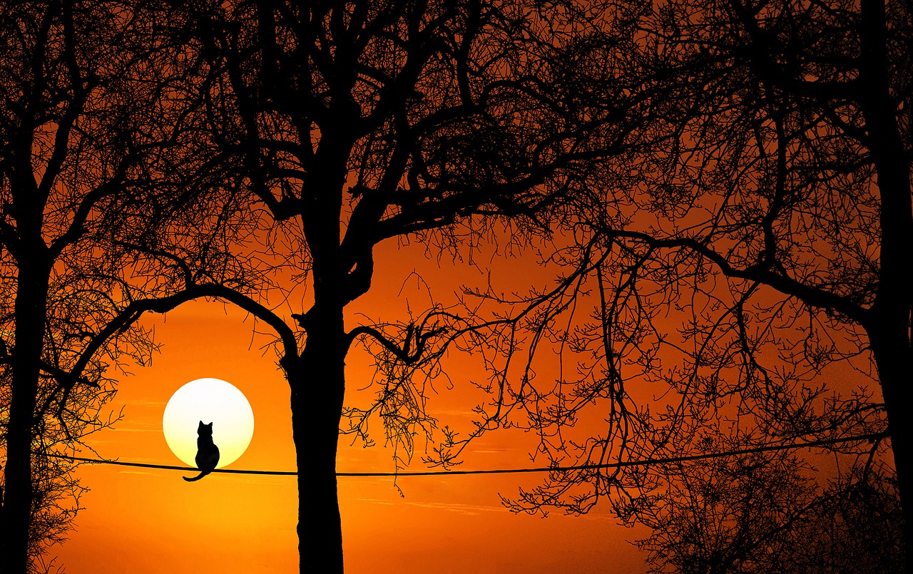 tree sunset dawn free photo
