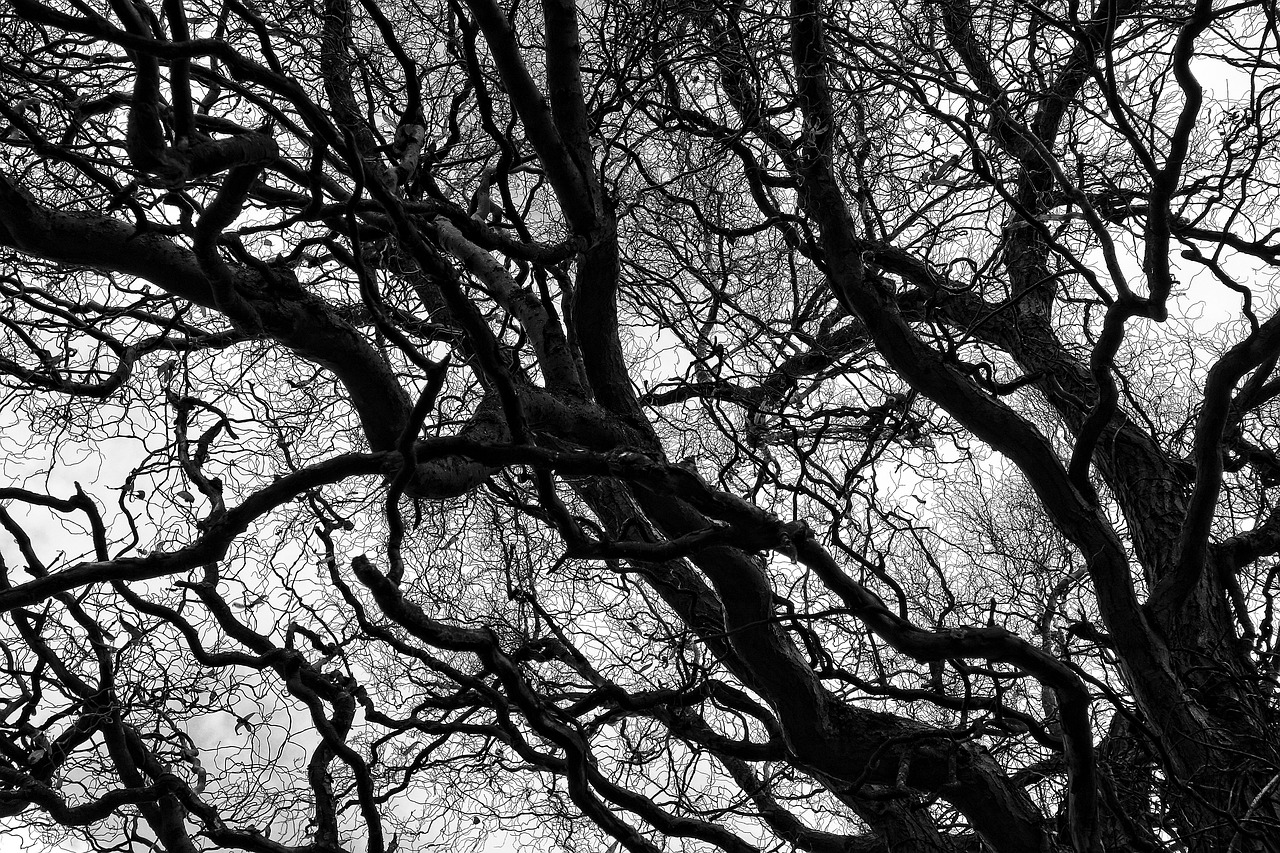 tree branch bare branch free photo