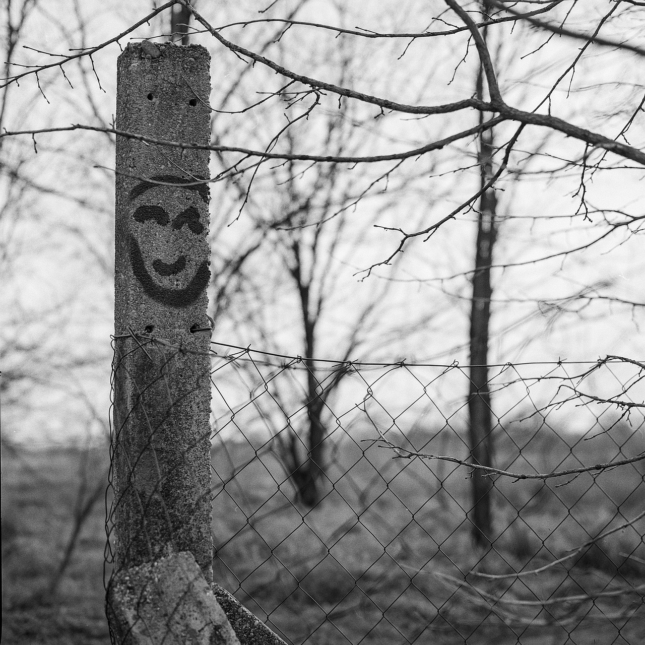 tree fence outdoors free photo