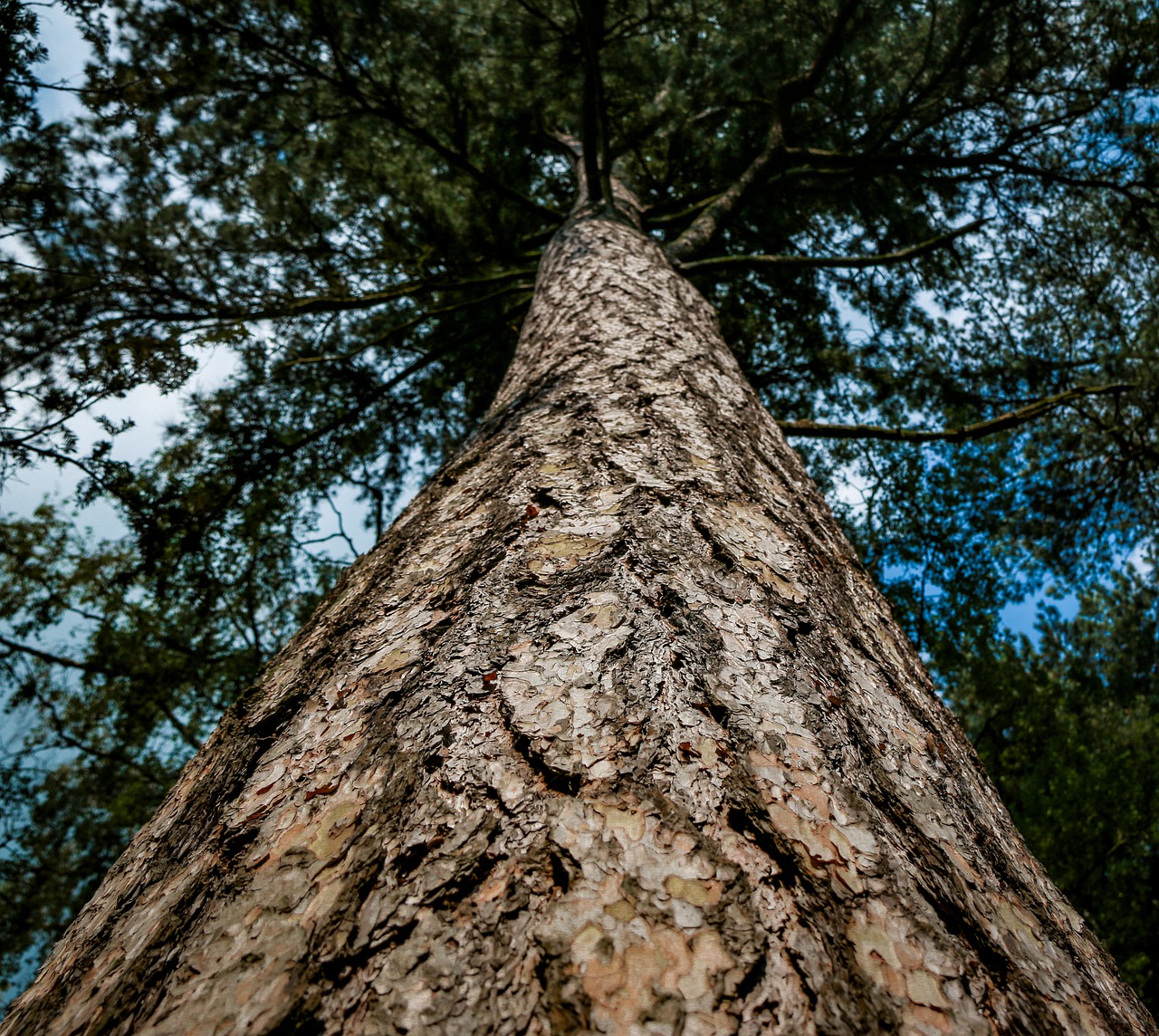 tree wood nature free photo