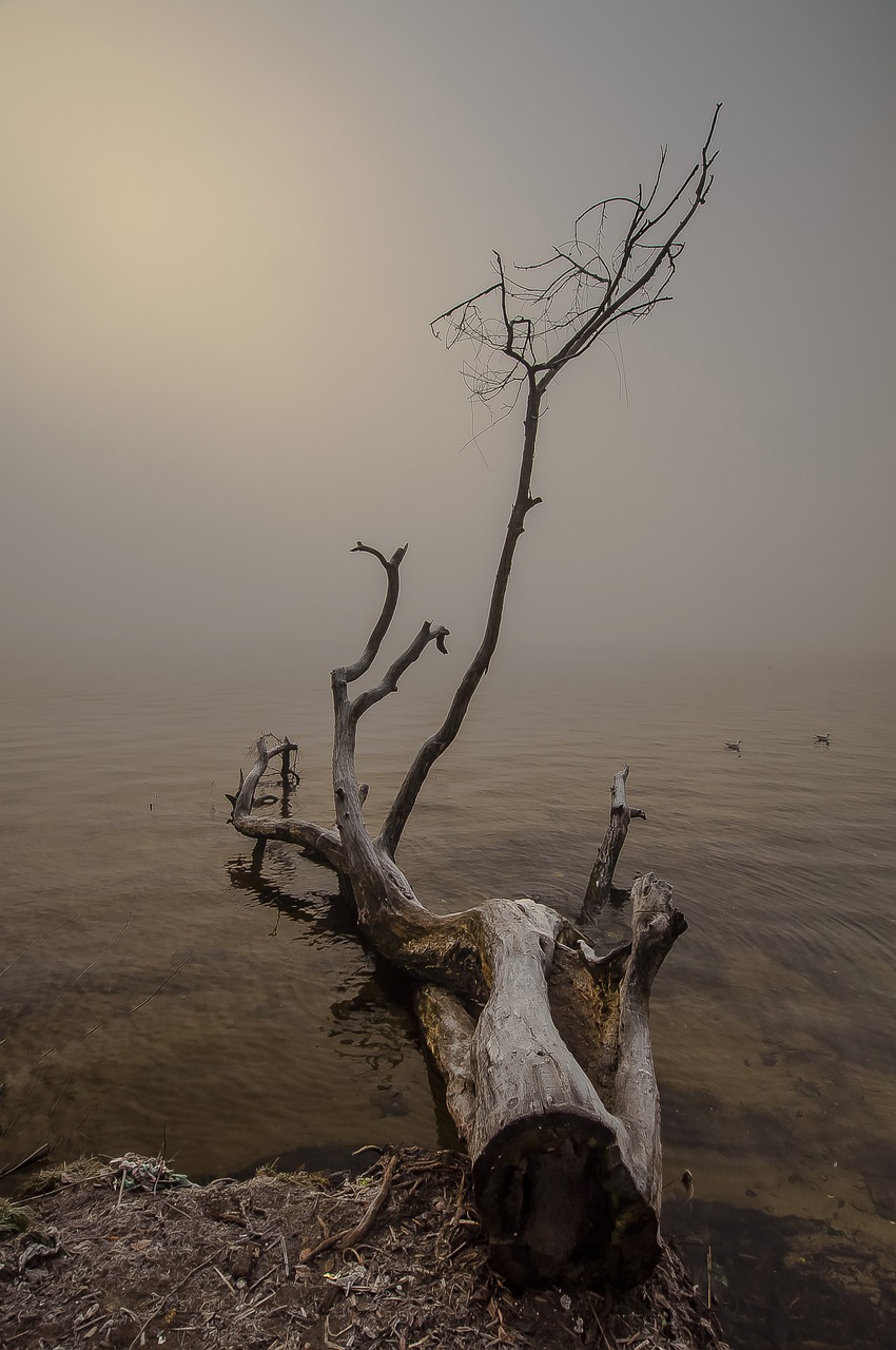 tree nature dawn free photo