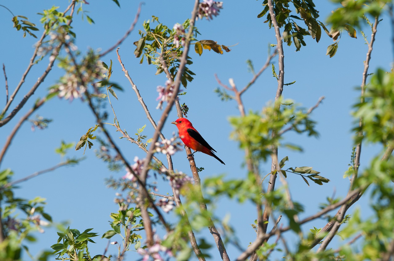 tree nature bird free photo