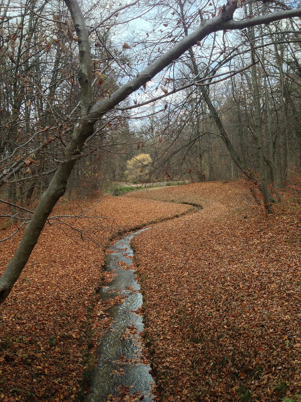 tree nature wood free photo