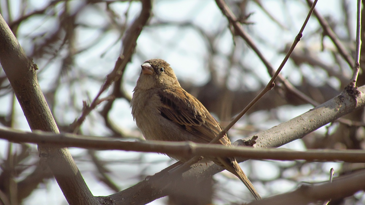 tree nature birds free photo