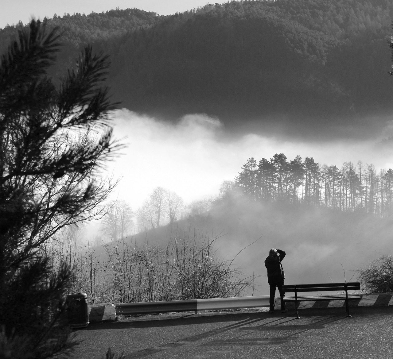 tree nature fog free photo