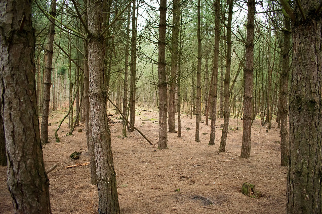 tree wood nature free photo