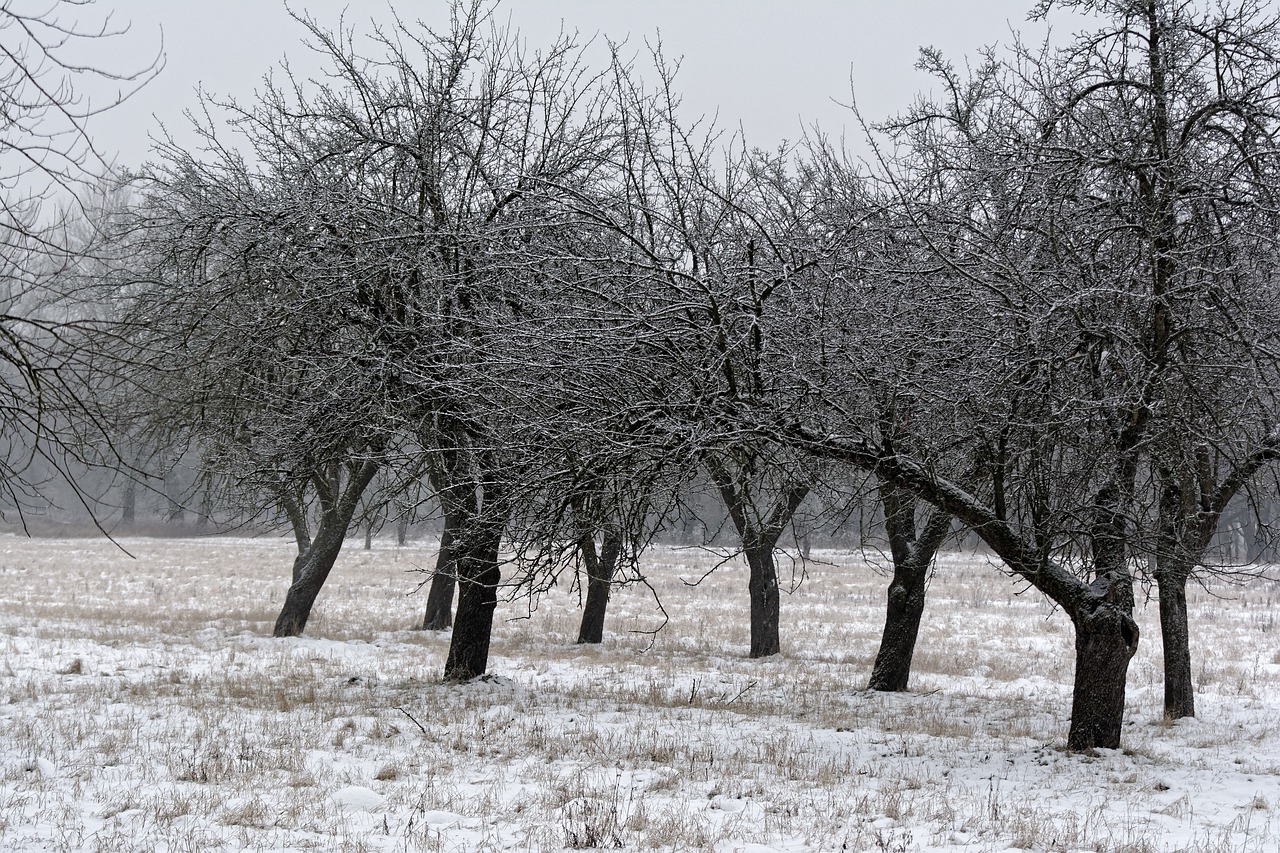 tree winter snow free photo