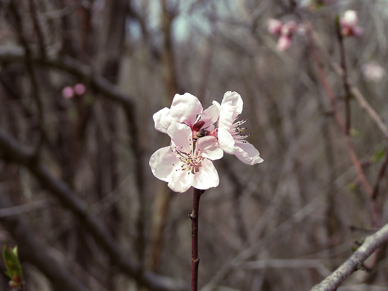 tree nature flower free photo