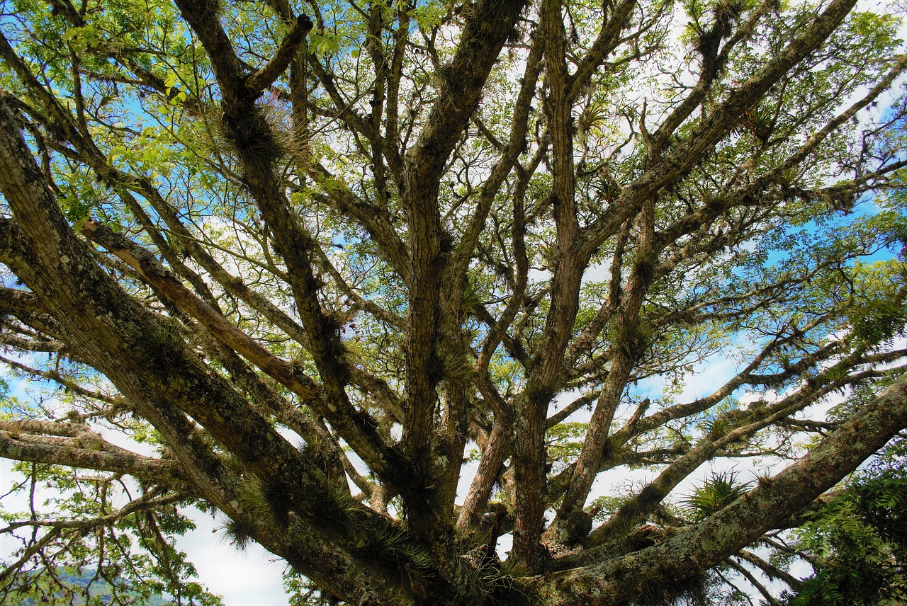 tree nature wood free photo