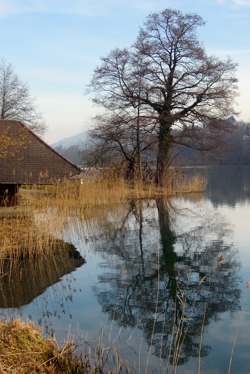 tree nature reflection free photo