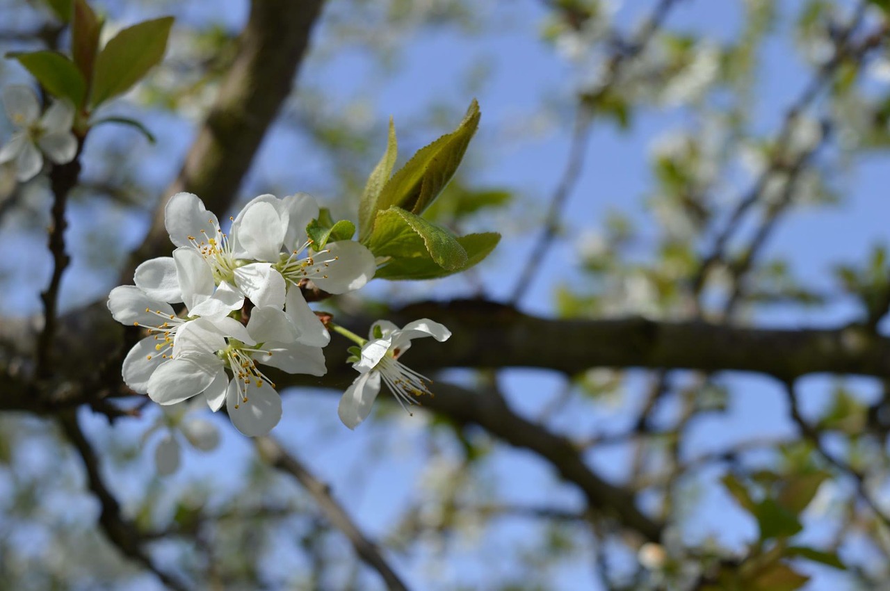 tree branch nature free photo