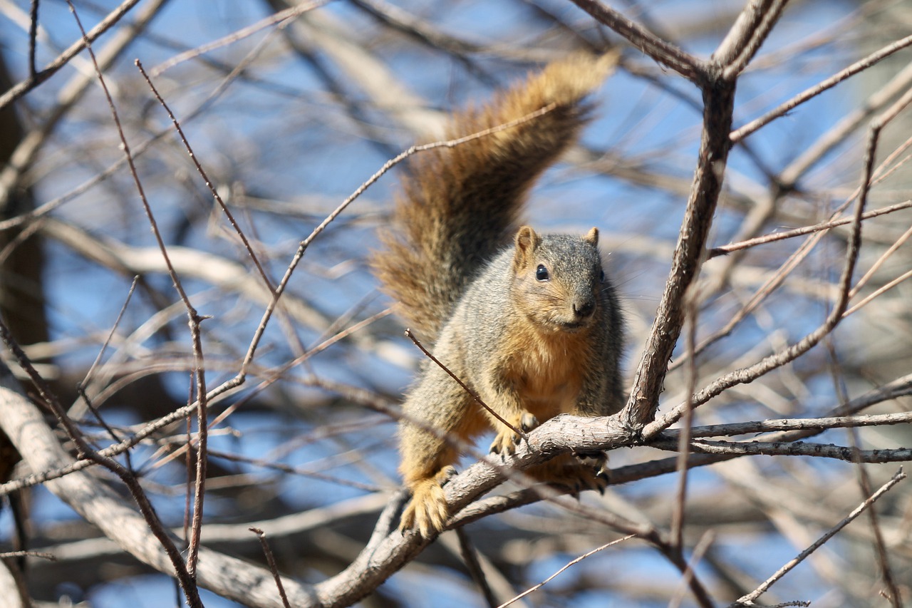 tree nature mammal free photo