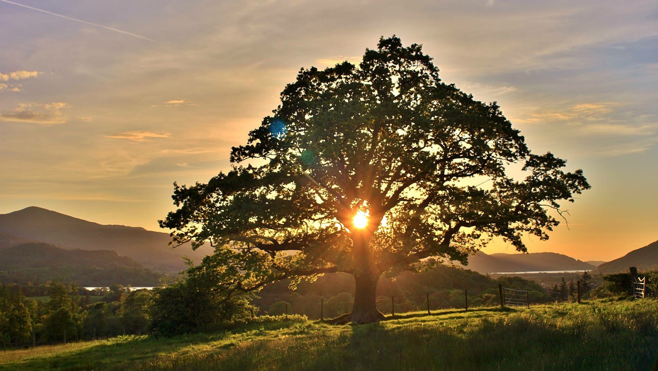 tree nature dawn free photo