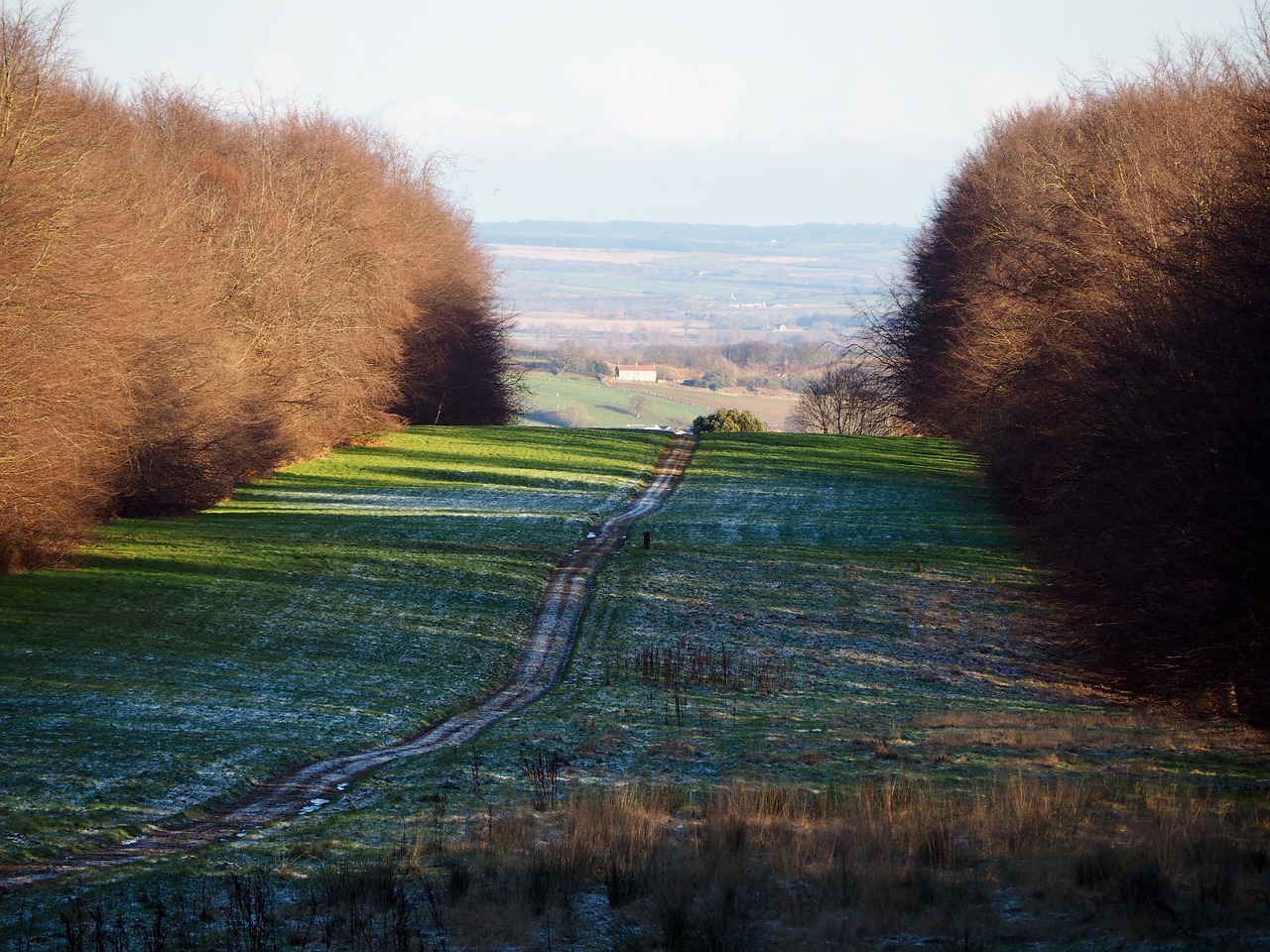 tree nature outdoors free photo