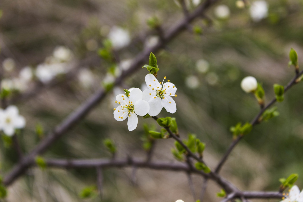 tree flower branch free photo