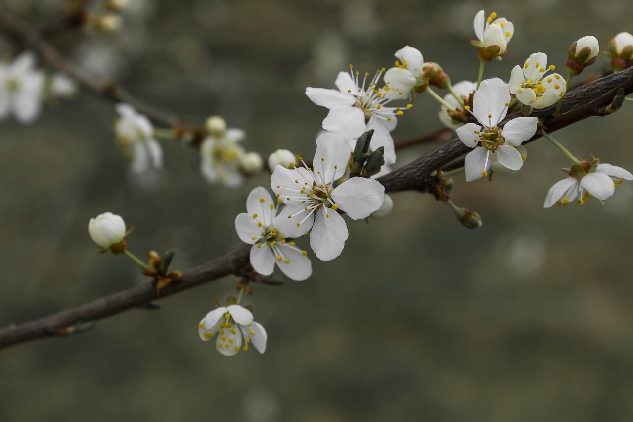 tree flower branch free photo