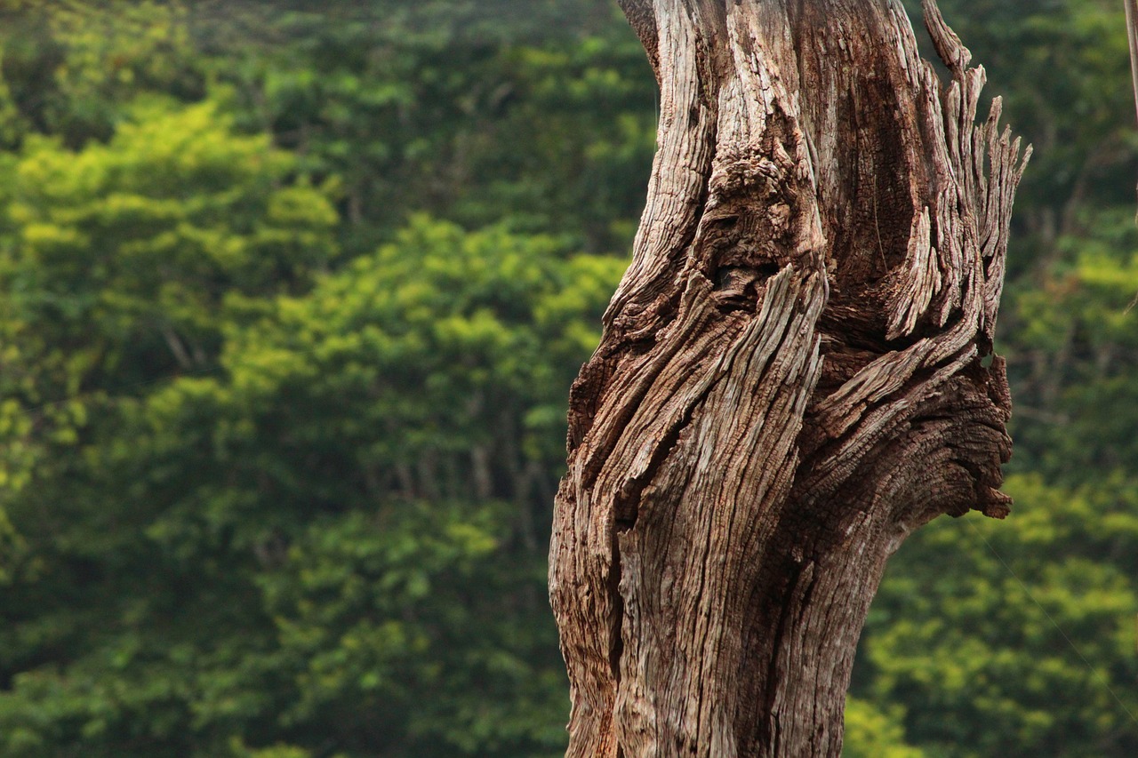 tree nature wood free photo